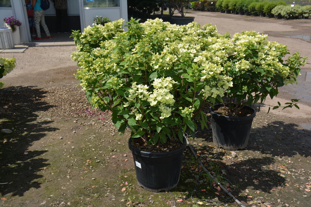 Hydrangea paniculata `Pastelgreen` ®_С35_2020.07.18 (10).JPG
